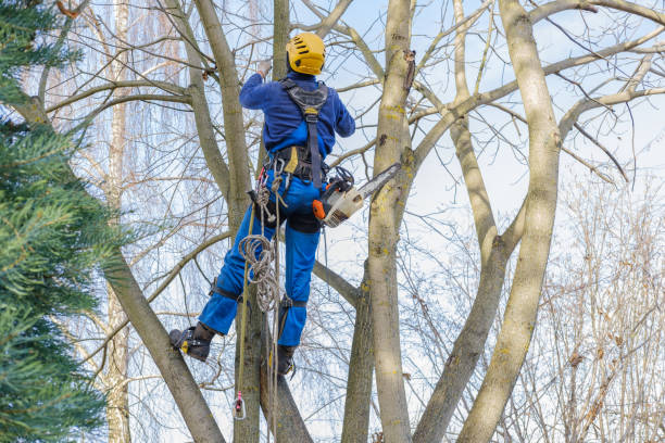 Best Tree Preservation Services  in Angleton, TX