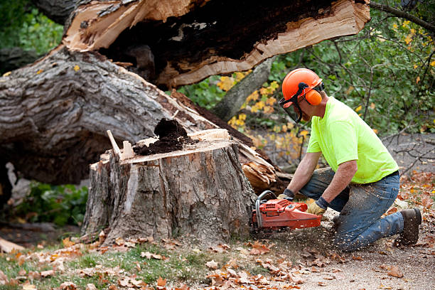 Trusted Angleton, TX Tree Care Services Experts